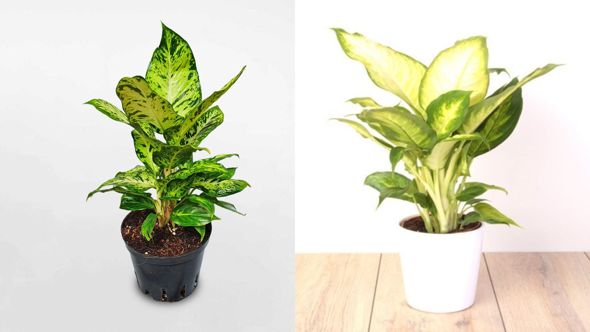 Ý Nghĩa Phong Thủy Của Cây Sao Sáng